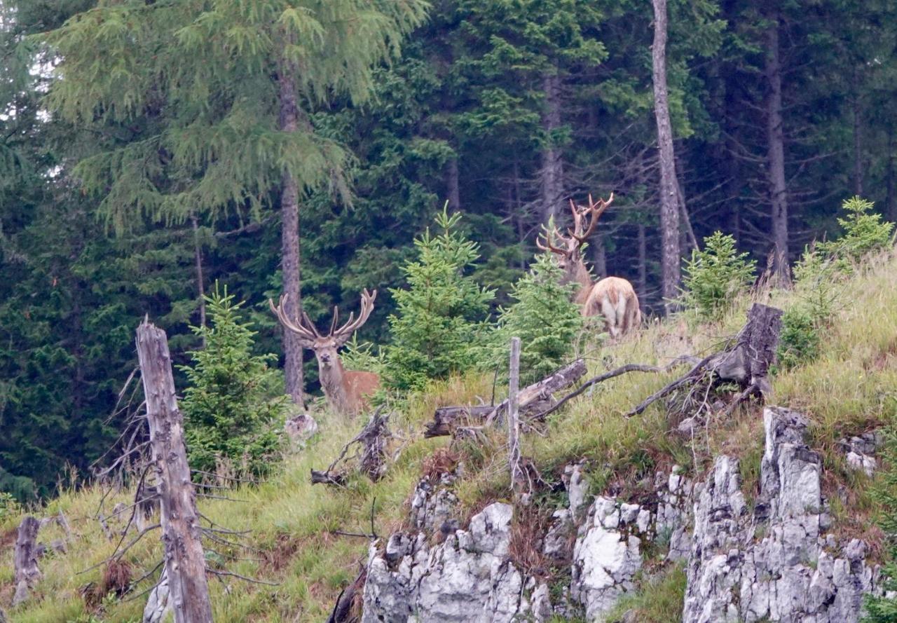 Ferienwohnung Kirchschlager Bad Aussee Exteriér fotografie